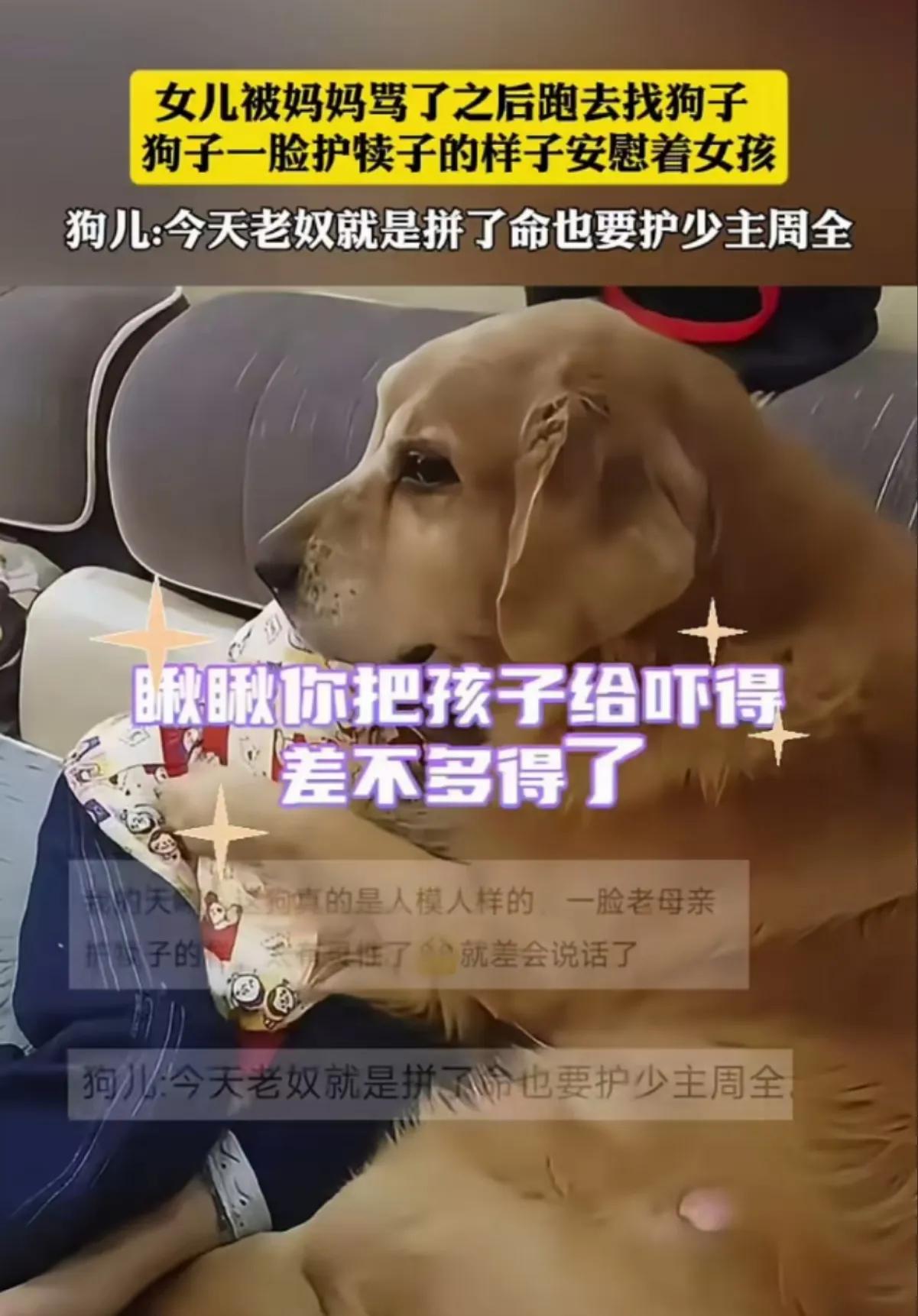 护犊子的狗狗

人类幼崽受气了，被妈妈骂，哭哭啼啼的去找家里的狗子，狗子一脸慈祥