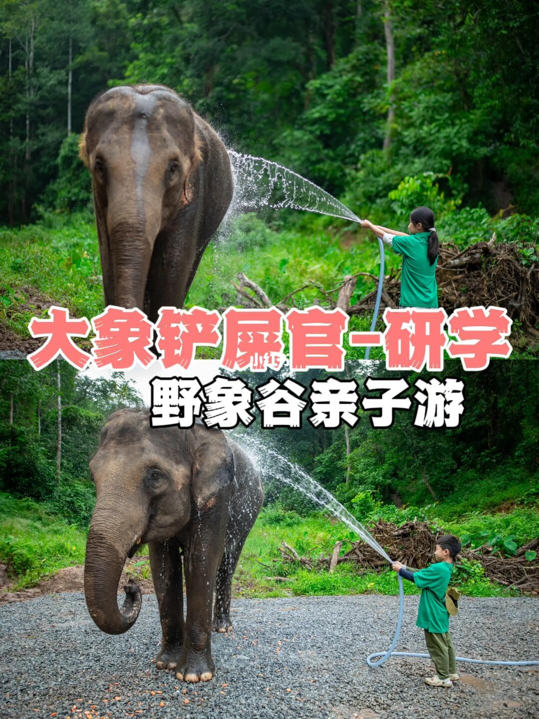 西双版纳野象谷｜做大象铲屎官洗澡喂食体检