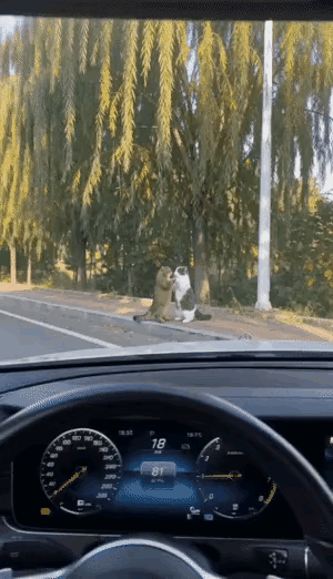 这俩已经成精了，你得罪人家，等着倒霉吧