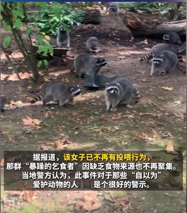 More than 100 raccoons besiege house of 