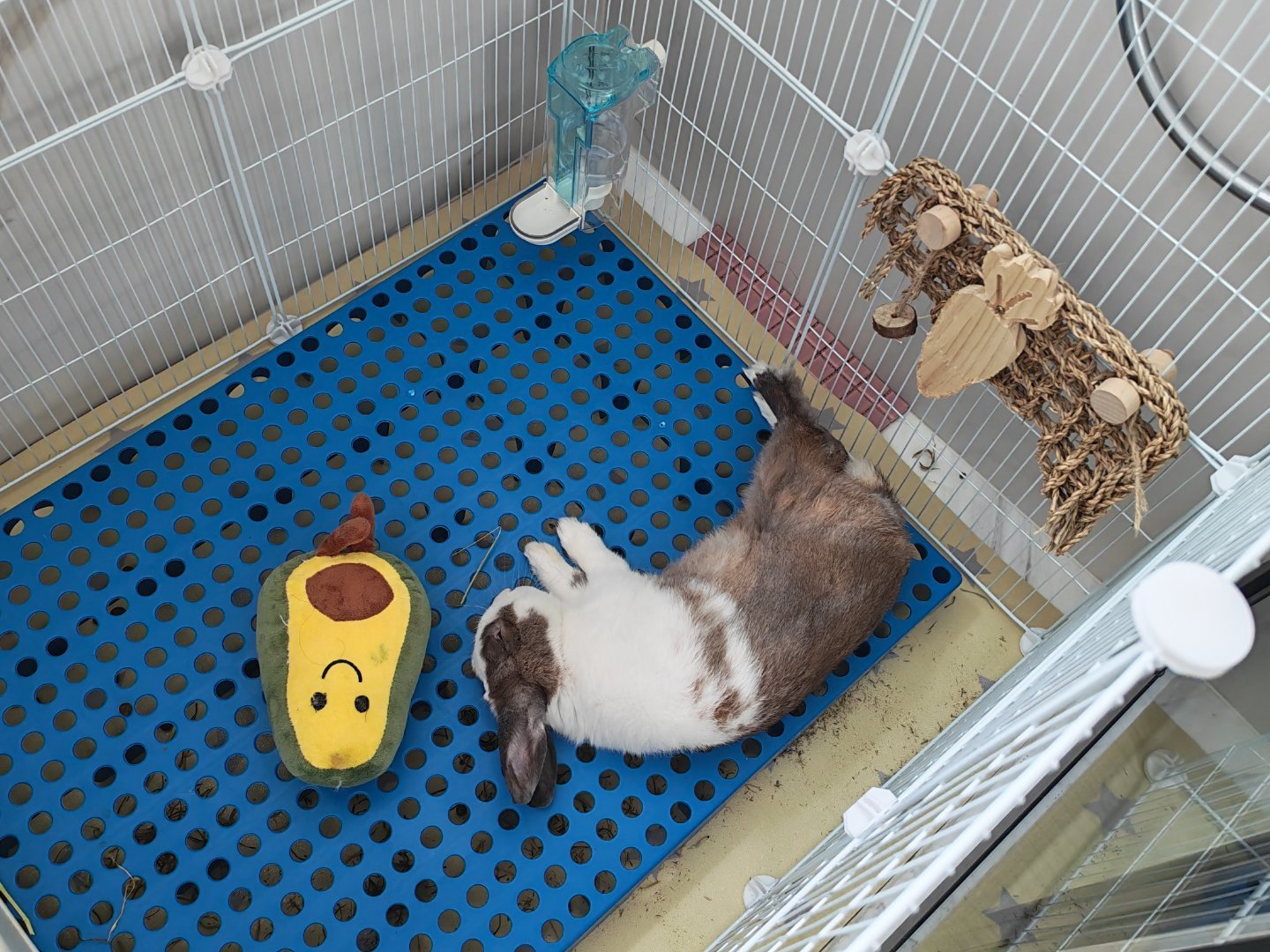 虽然house变大了但是还是喜欢睡边边 