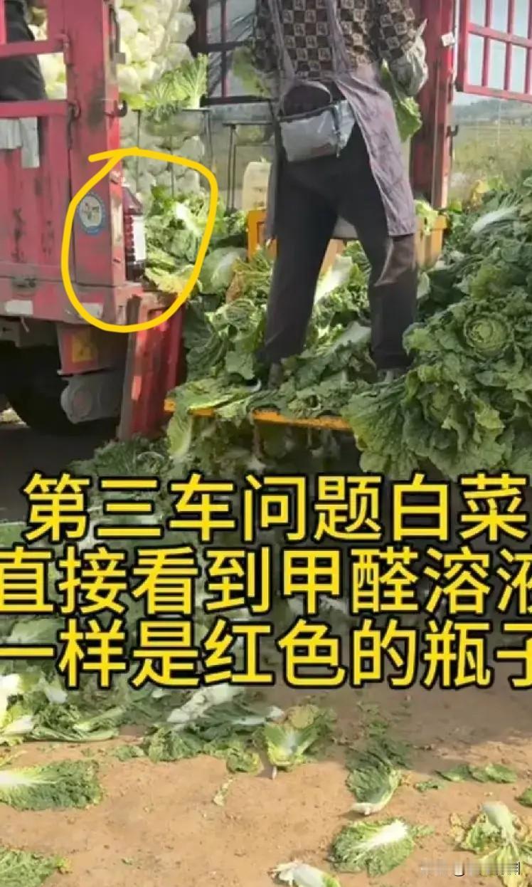 今年的大白菜估计也要全烂在地里了！听说过大白菜会泡什么科技，现在确实有博主拍到大