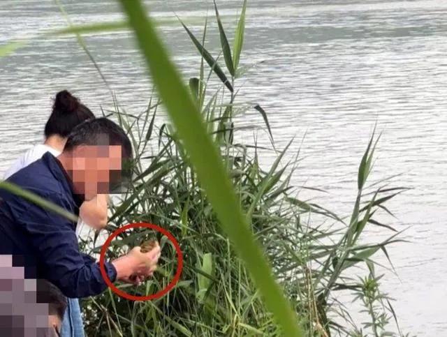 成都多人肆意放生入侵物种巴西龟！好心劝阻反遭呵斥，伪善放生不是积德是作恶
 
2