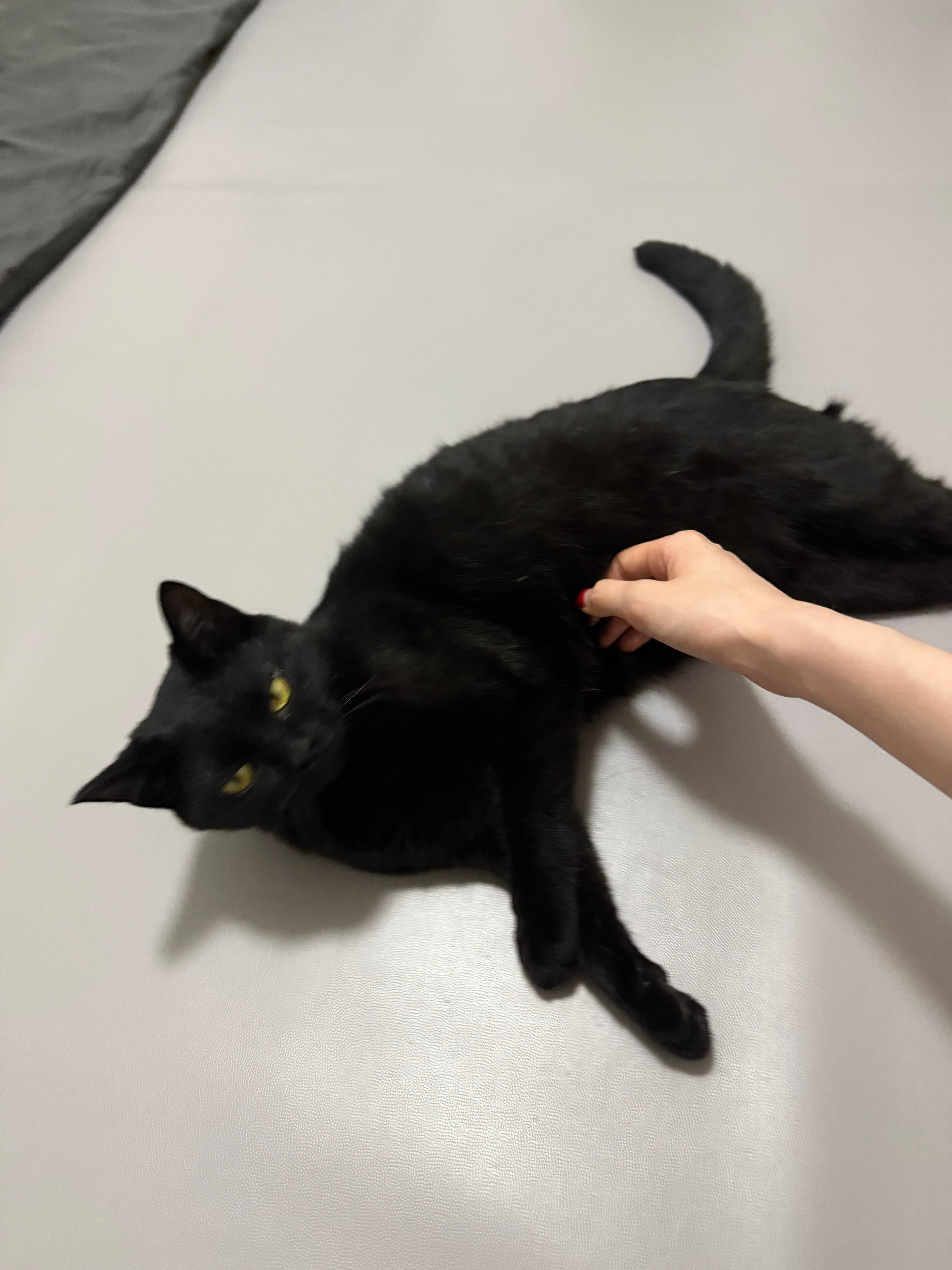 远看大肥猫近看肥猫大 ​​​