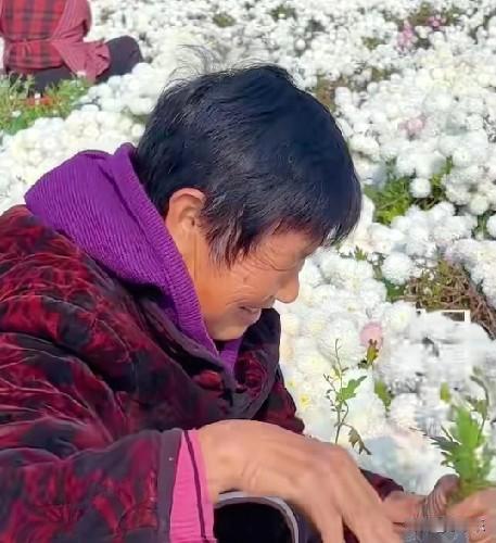 11月3日，河南长葛，周边村民组团到于井地里摘菊花，一斤菊花3毛钱，多劳多得还管