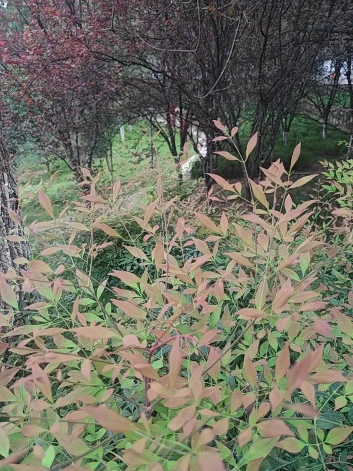 那天刷短视频，看到“无证开店，1800元全包”的广告，我心动了。中介拍胸脯保证：