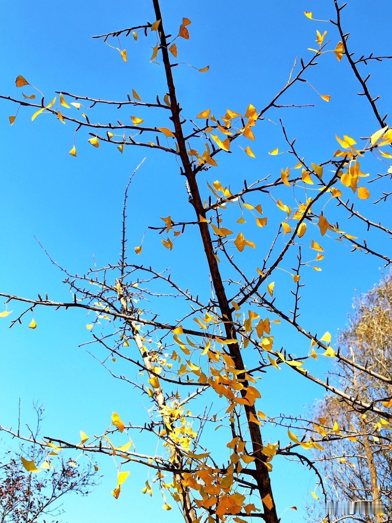 秋天回忆：
那条落满黄叶的小路；
那棵结满红柿的柿树；
那片露水洇湿的菜园；
那