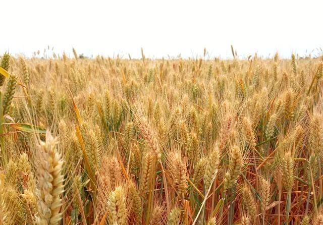 粮食大局初定：没有意外的话，2026年中国粮食安全将发生3大变化


2026年