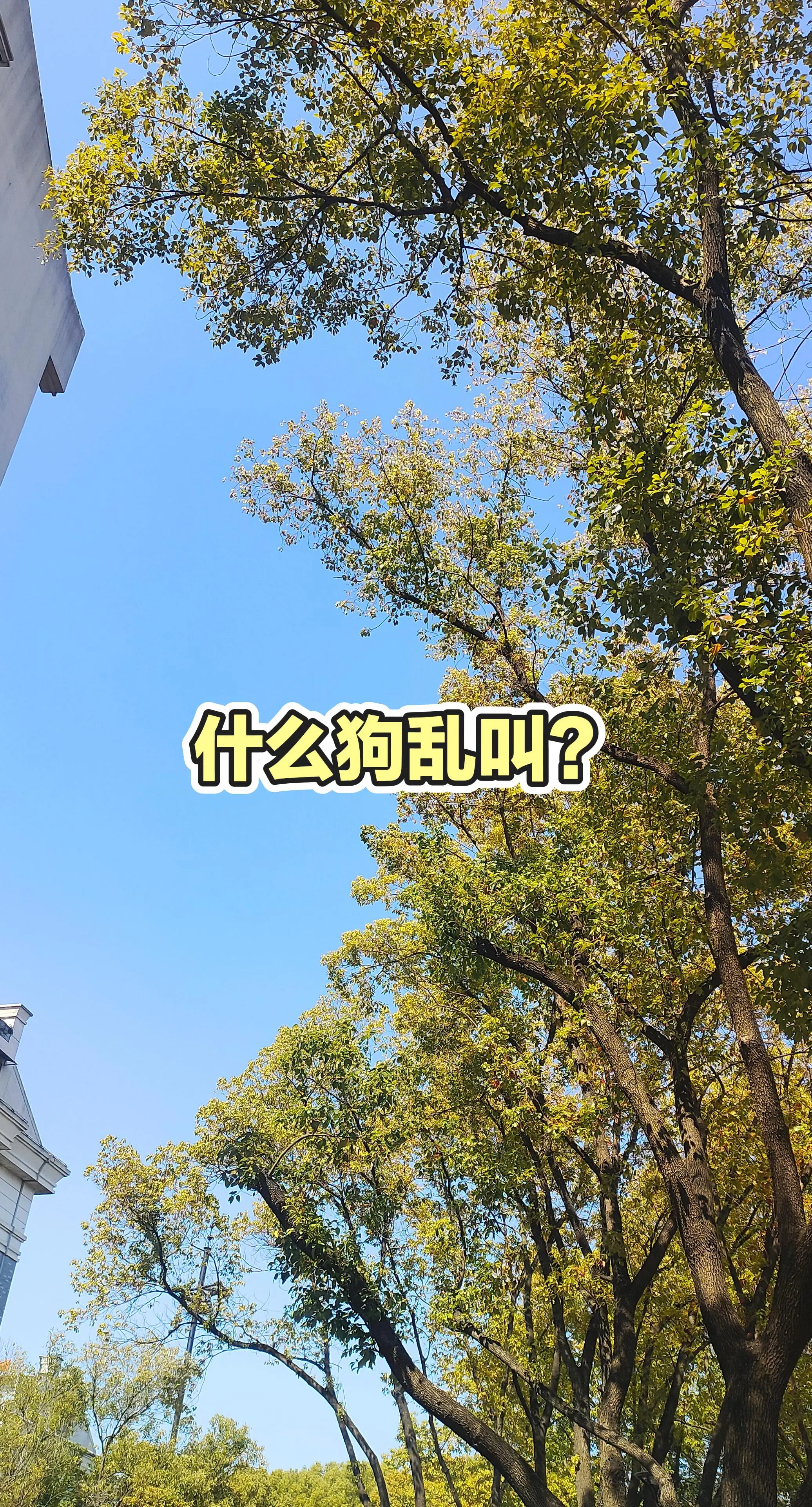 分享有趣的视频