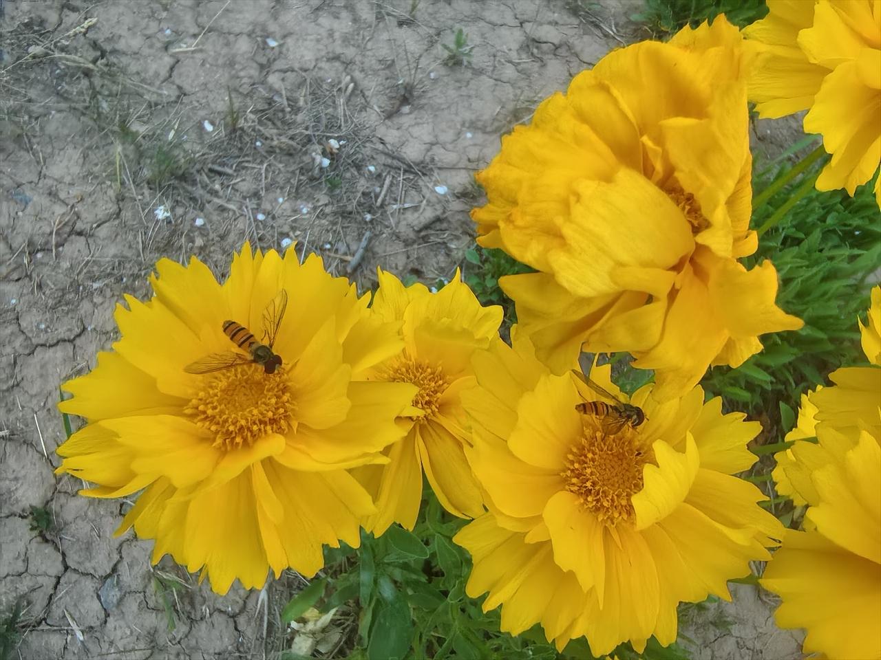 晒图笔记大赛这是什么花？这种比蜜蜂🐝小的是什么？