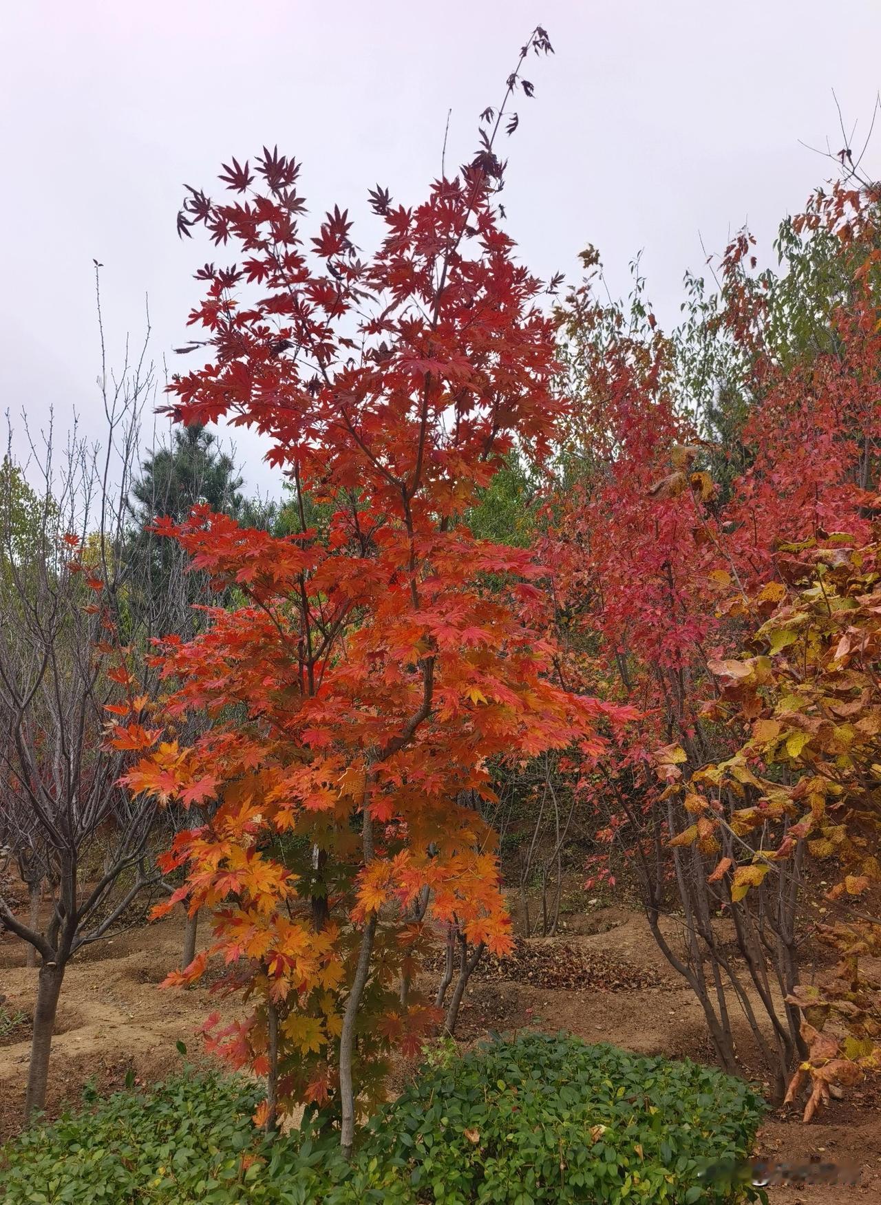 看枫叶，在家门口看就不错，这是我们家门口的几株枫叶，看起来一点也不逊色，这是正宗