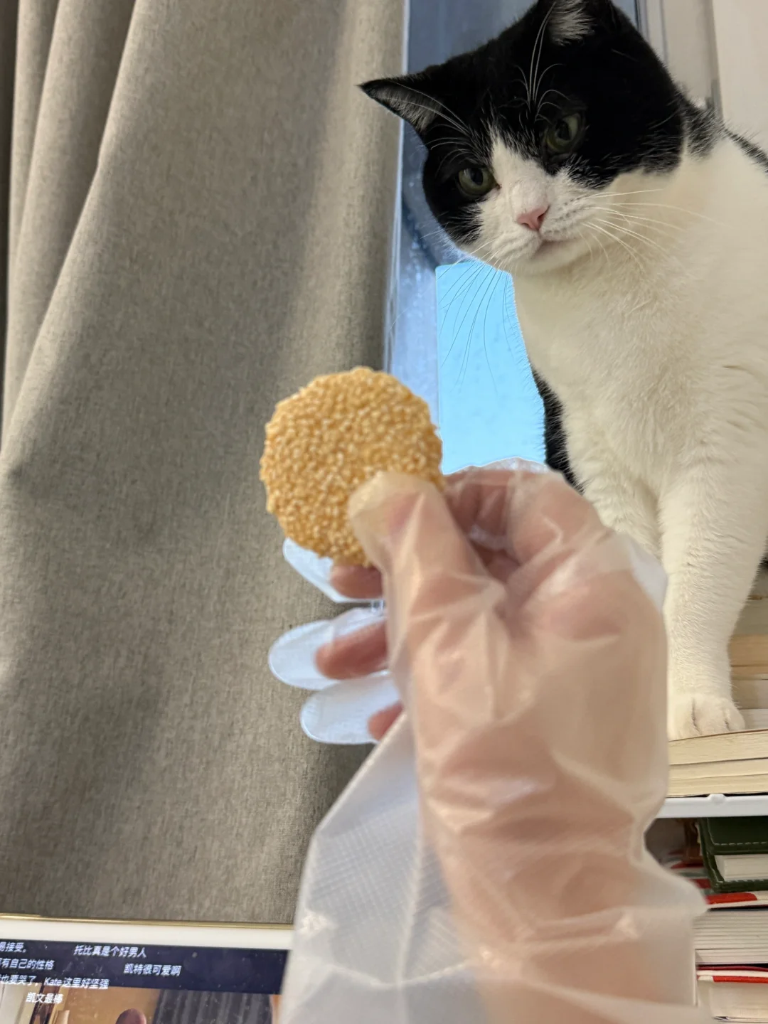 臭猫在我裤子上磨爪，我只好在她面前吃甜食