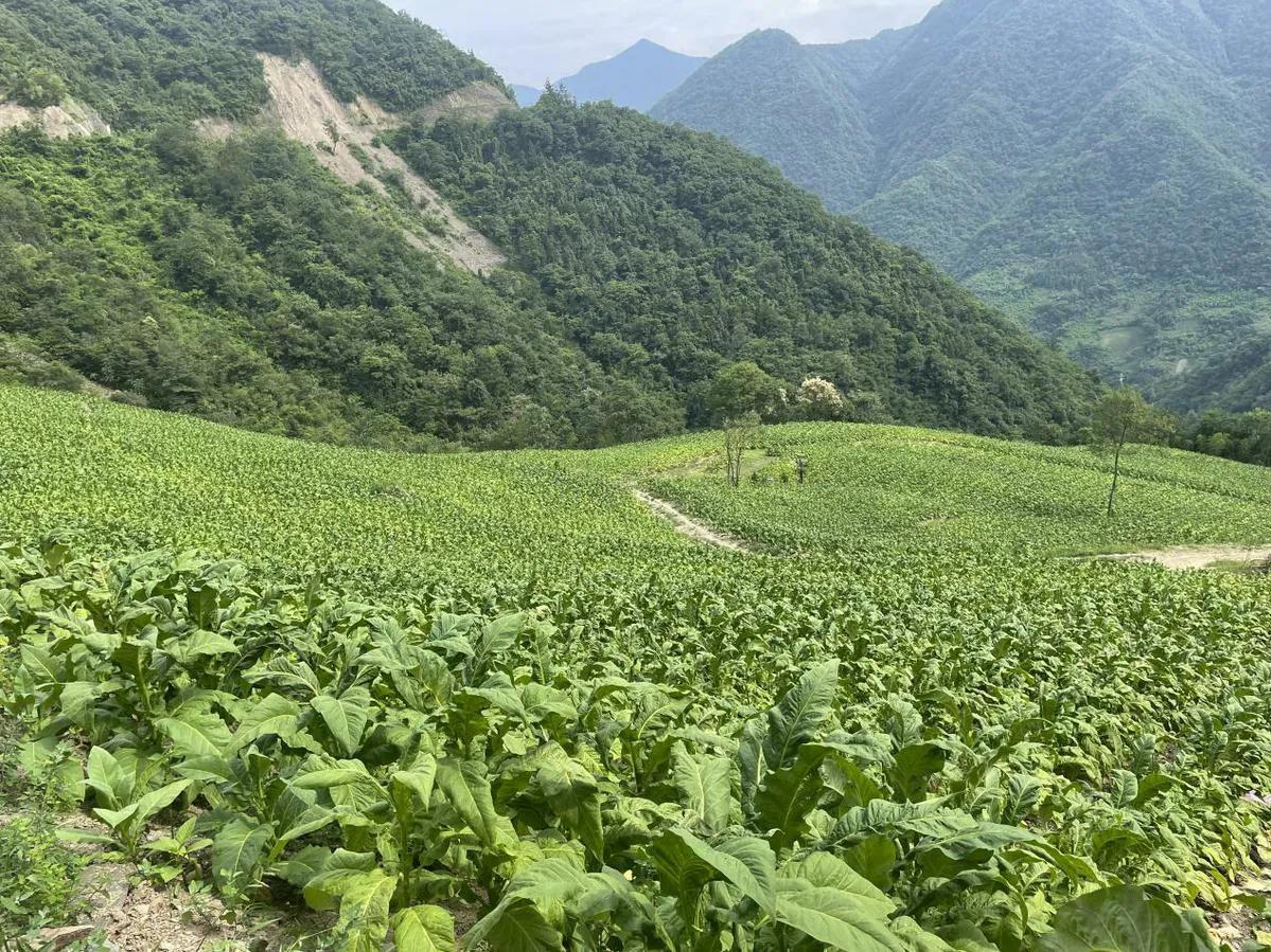 黄冈人都未必知道！团风这张老烟叶，曾拿过国际金奖，比均州烟贵一倍
 
提到黄冈，