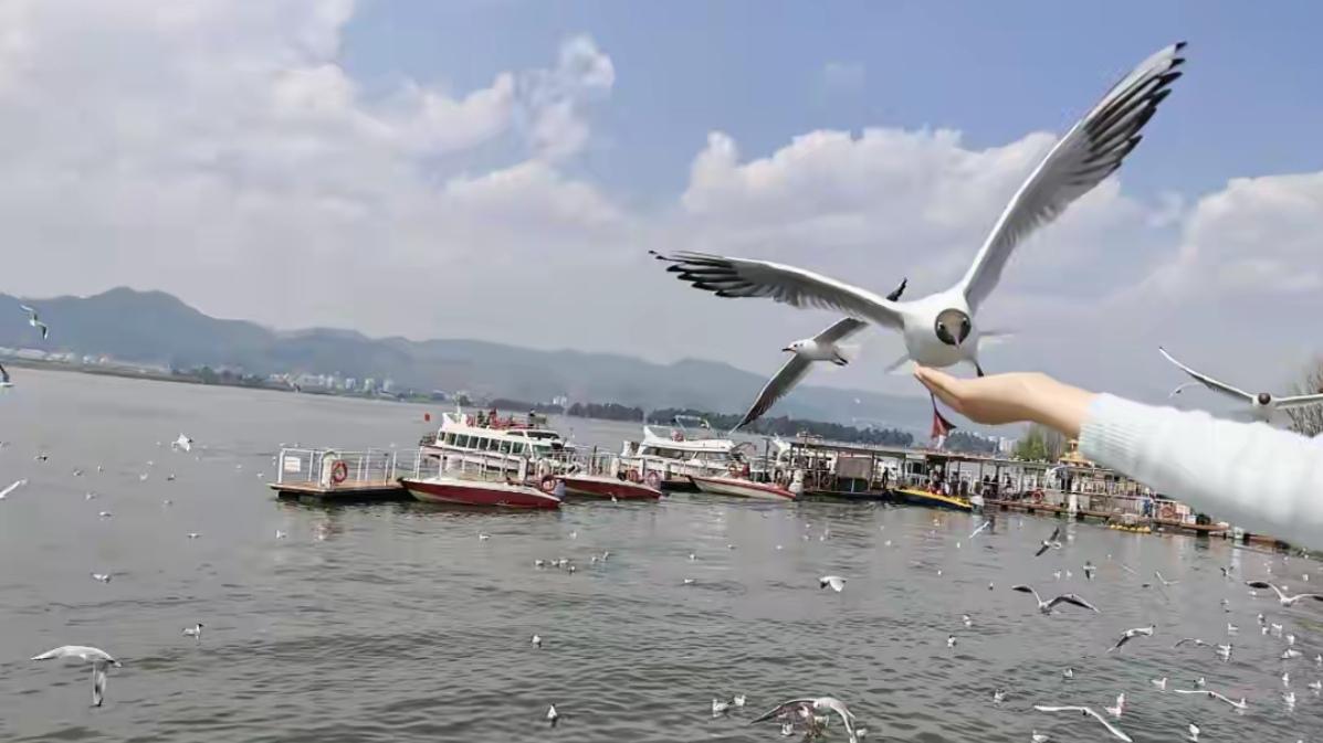 🔥紧急提醒！昆明红嘴鸥即将北归，只剩1个多月观赏期。昆明人的“老朋友”要走了！