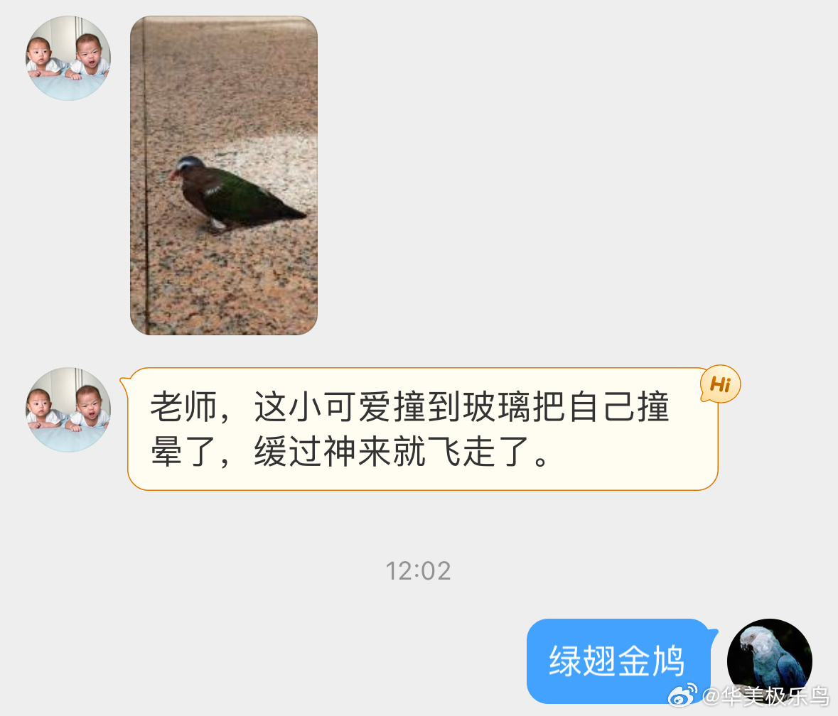 #鸟粉投稿# 撞玻璃的【绿翅金鸠】不一样的咕咕！ ​​​
