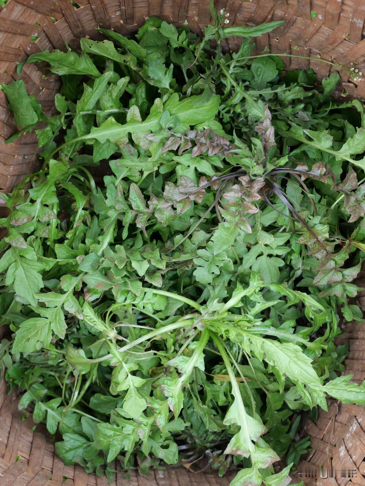 再过两天就是春分了，你们都咬春了吗？

春天万物复苏的季节，大自然的馈赠也来了，