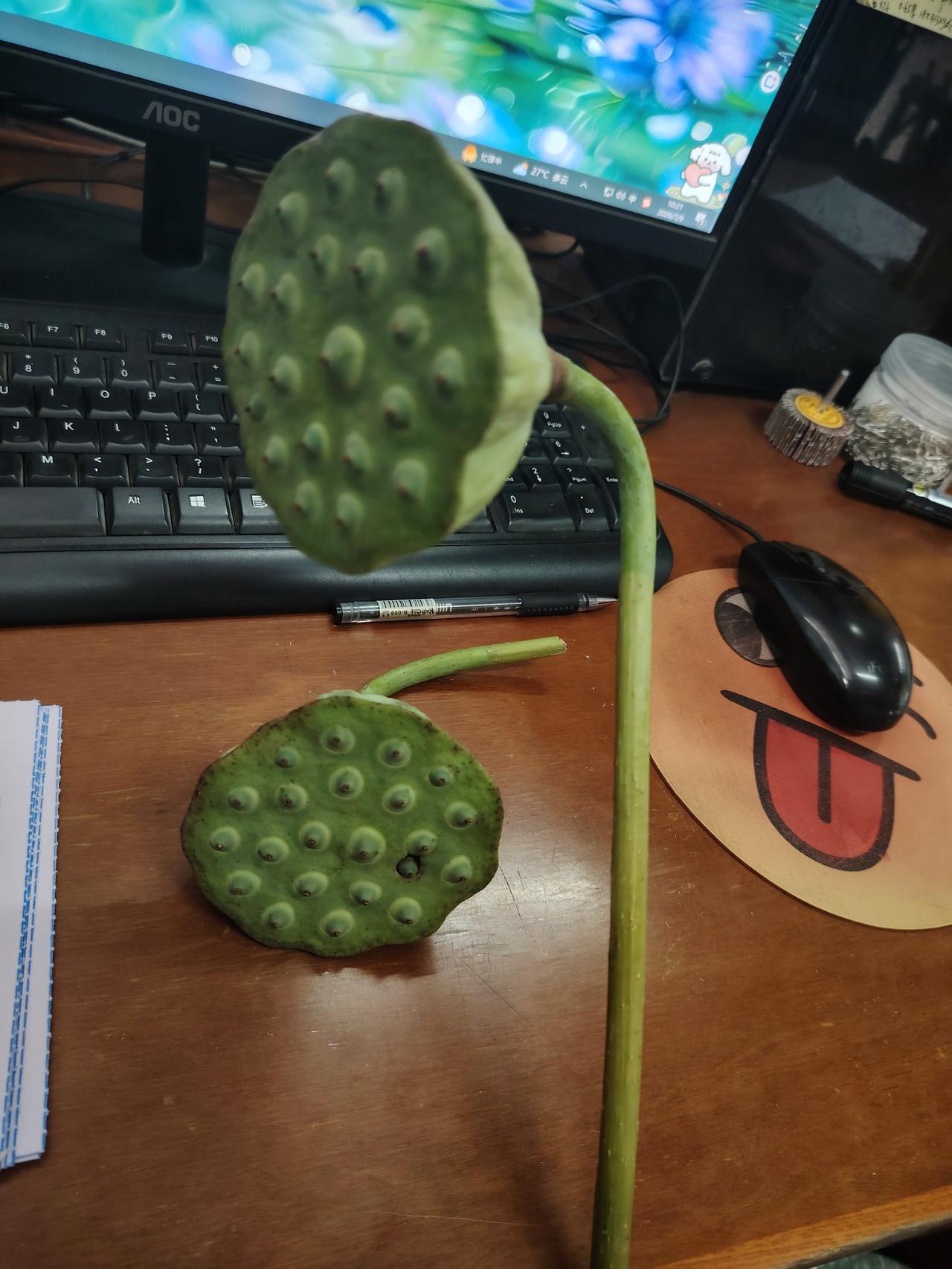 分享一下你随手拍下的照片长的这么好看的莲蓬，好像淋浴花洒呀