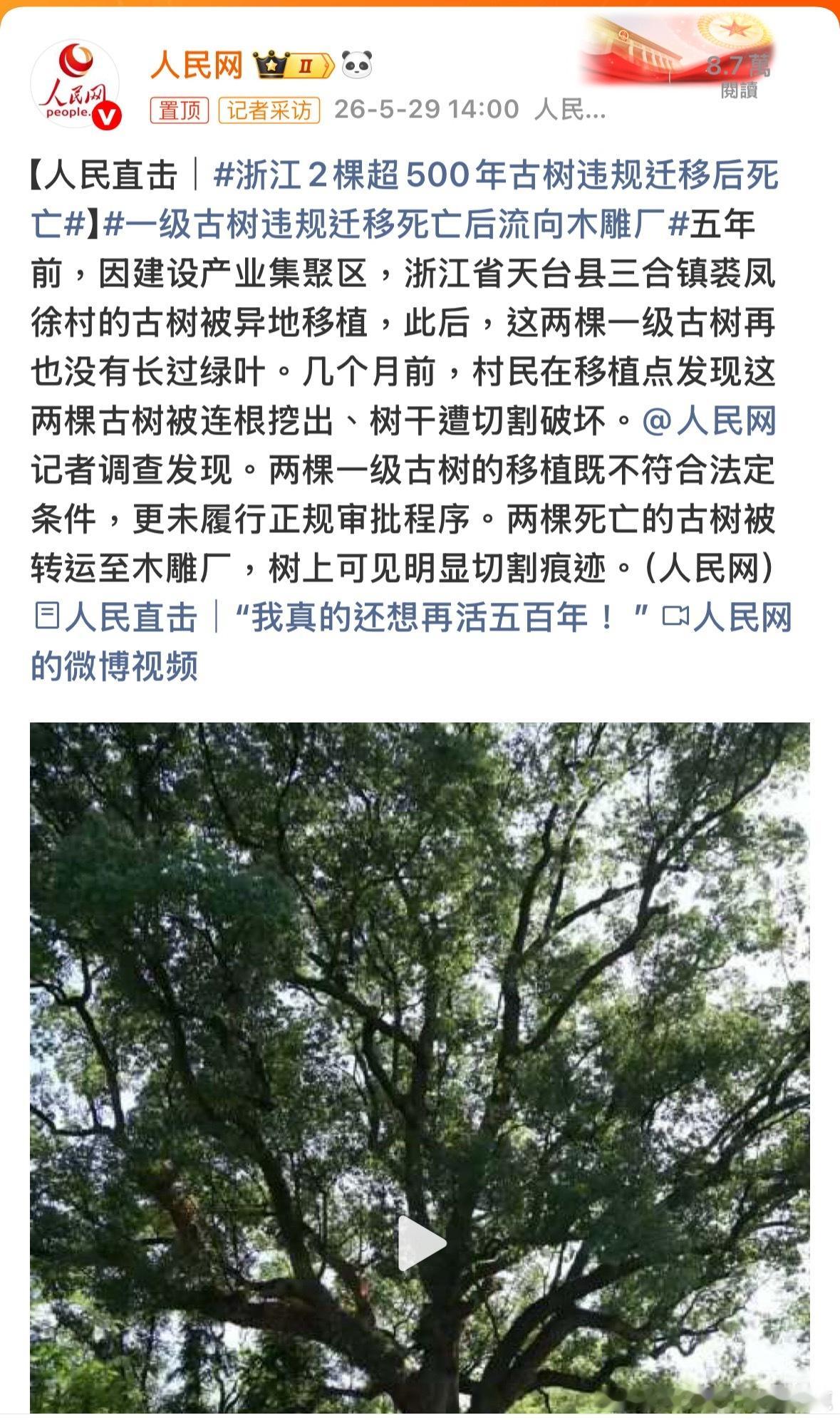 猜猜今次是臨時工還是批評一下算了浙江2棵超500年古树违规迁移后死亡一级古树违规