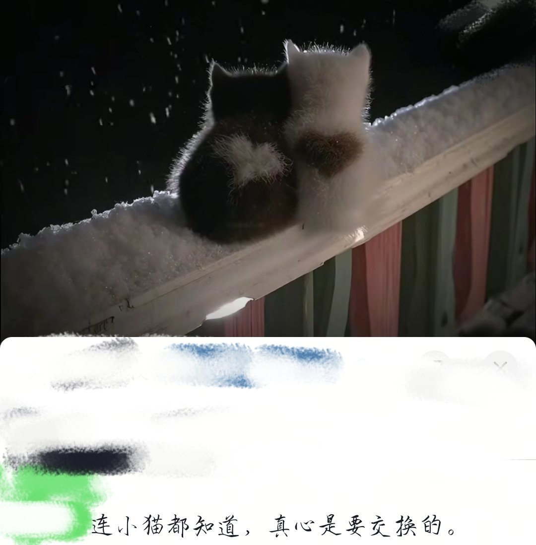 “连小猫都知道，真心是需要交换的” 