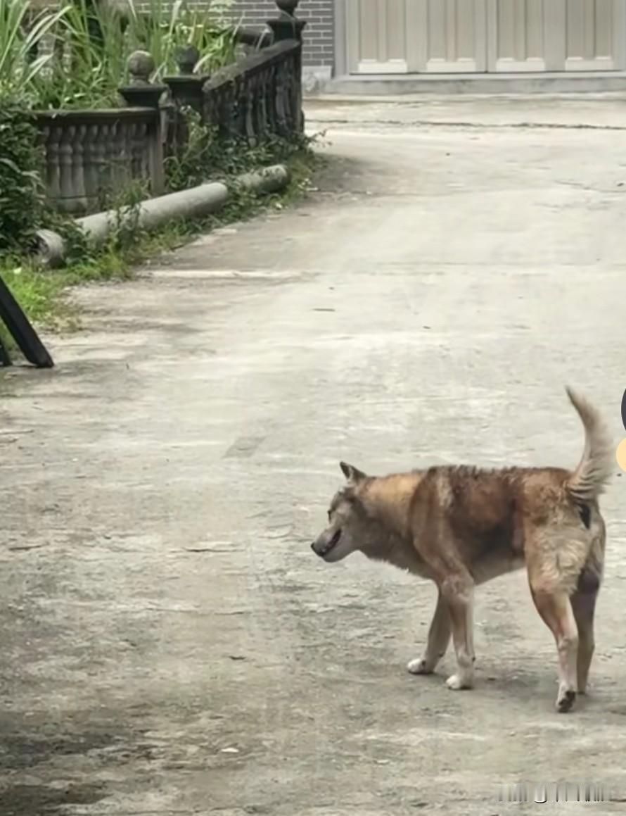 主人喊着老狗：老伙计这里是你守了二十二年的家，你别走，可以死在家里，没有人会闲气