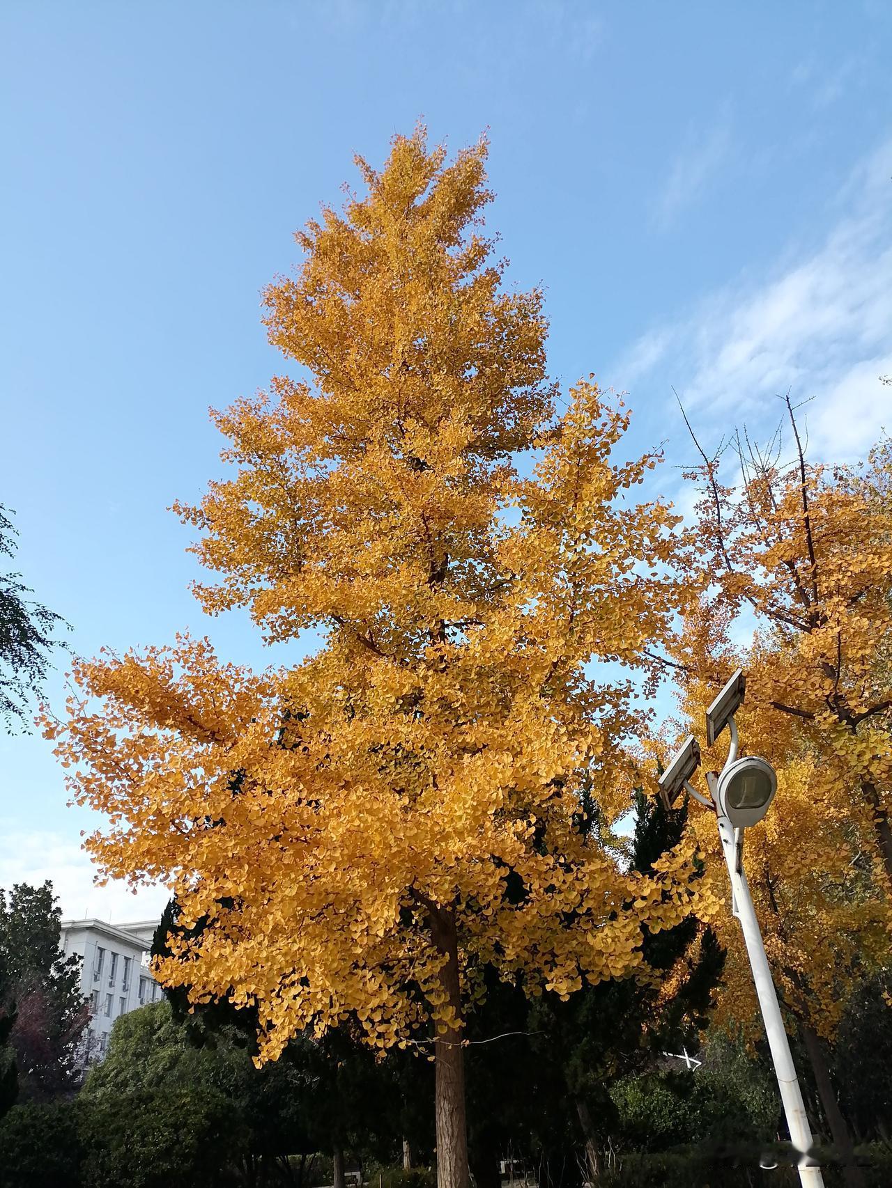 冬日生活打卡季秋冬季节，郑州绿城广场公园内的银杏树，已变成金黄色，就像一位穿着金