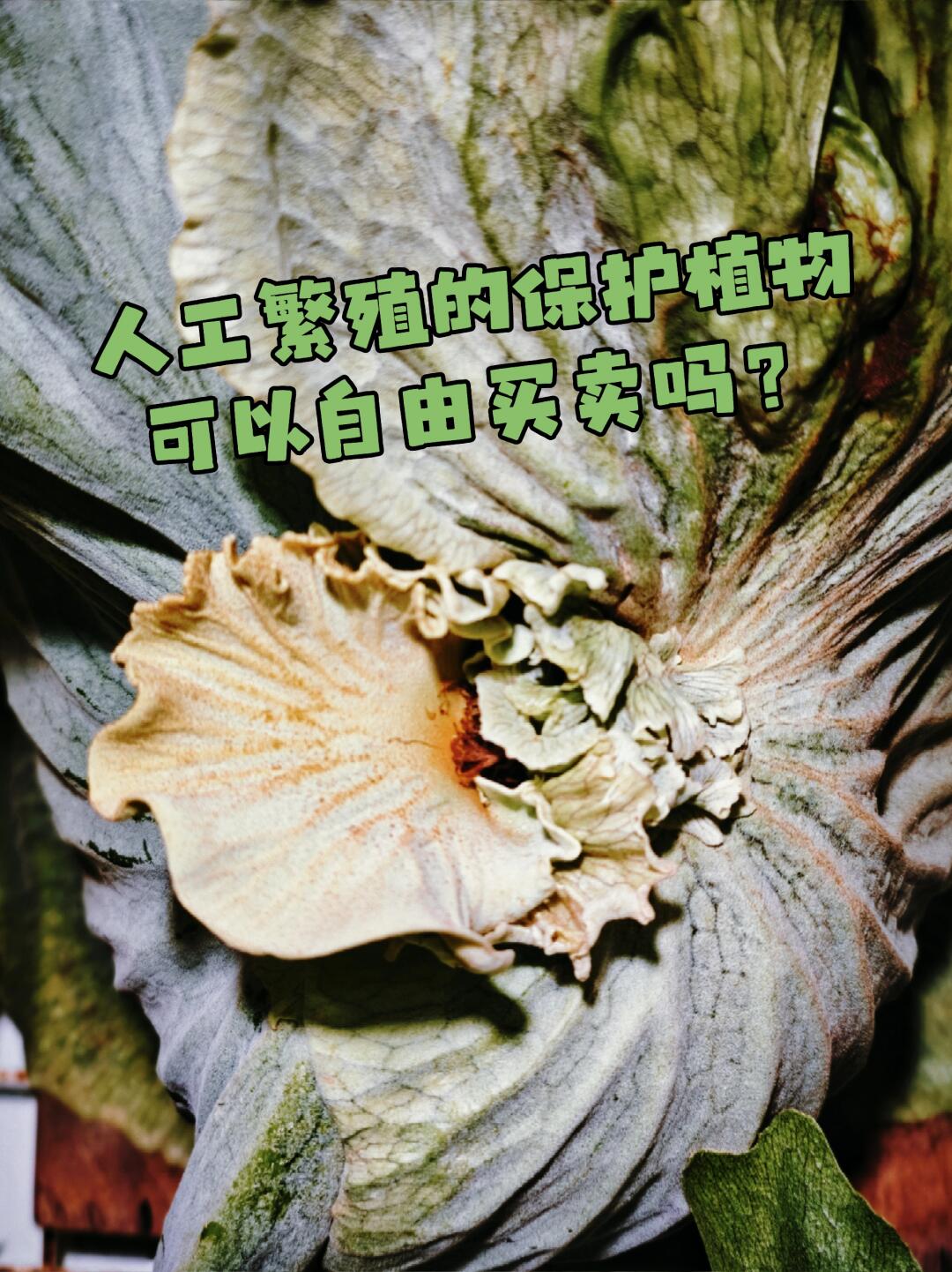 人工繁殖的保护植物可以自由买卖吗？
