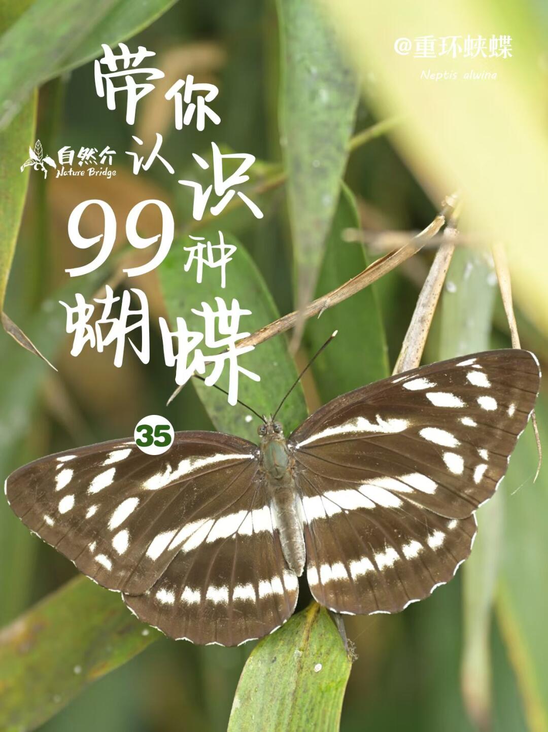 带你认识99种蝴蝶