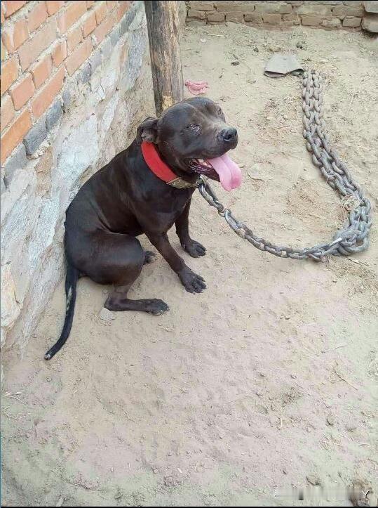 今天去邻居家串门，推门就进，突然窜出一条狗，差点把我吓晕，多亏拴着铁链子。