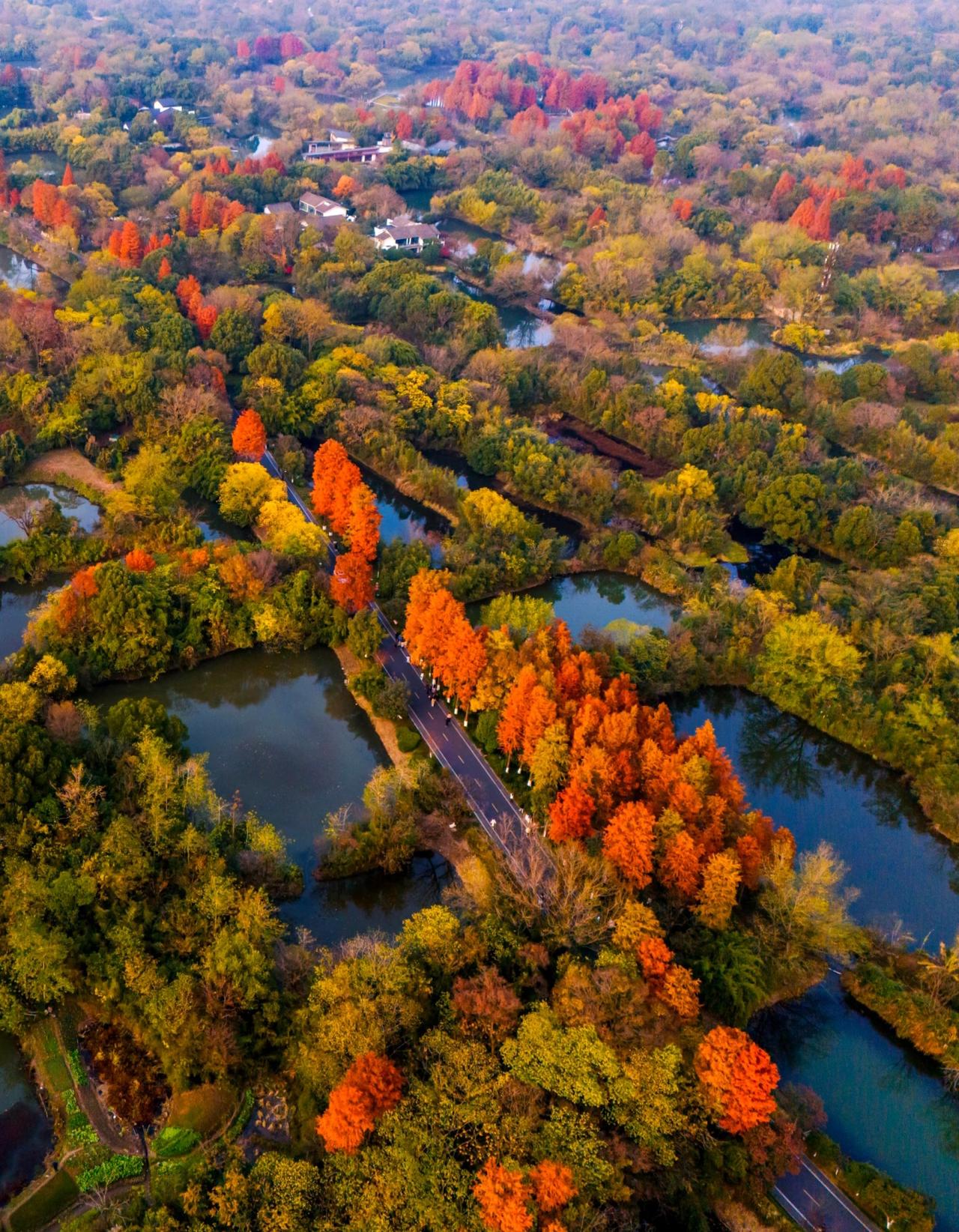 西溪湿地的秋景太美啦！
突然想起来
自己住在西溪湿地附近已经好久了
竟然还没有认