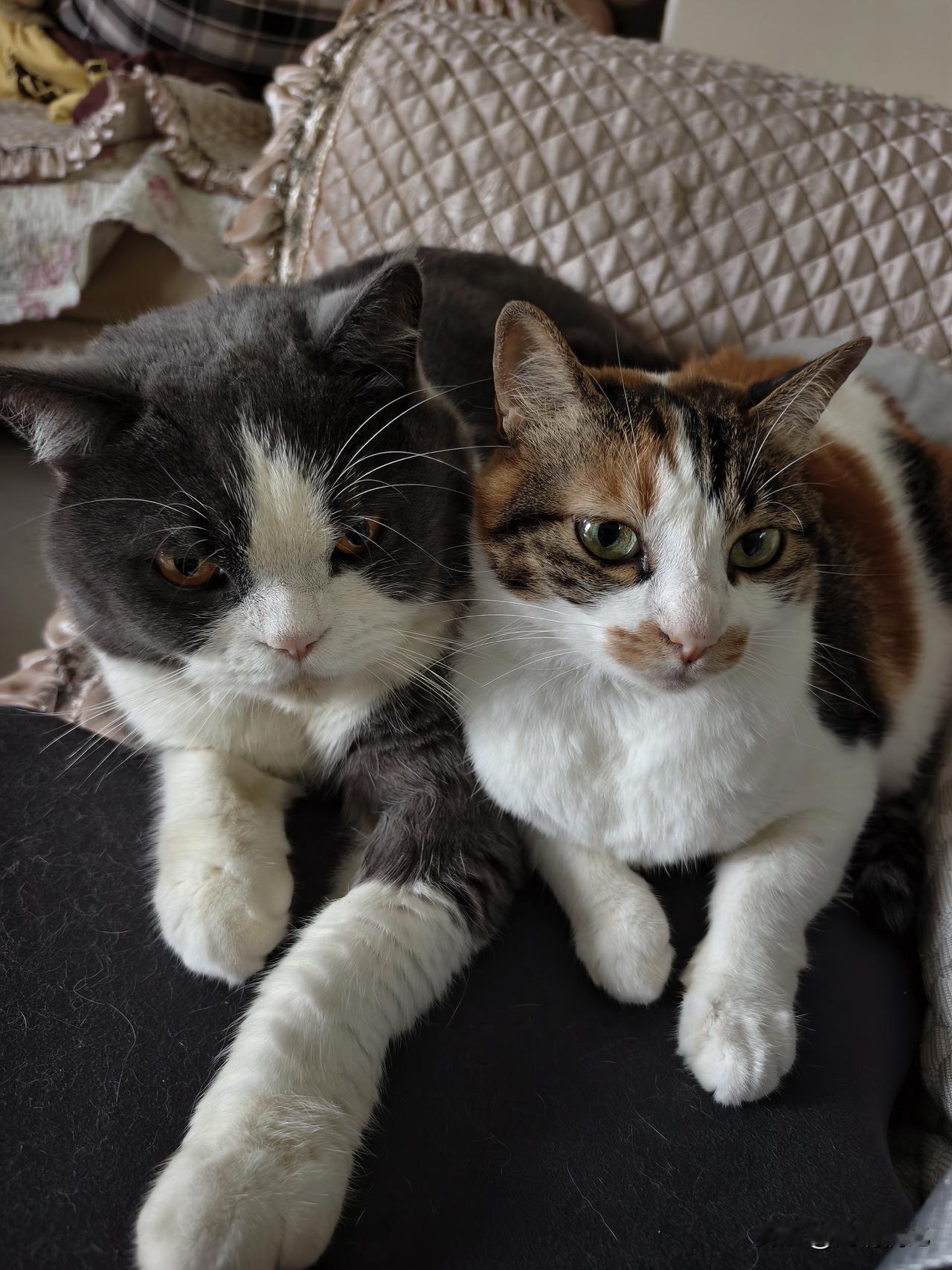 一猫一世界
俩猫就是双倍快乐暴击
汤圆和花花