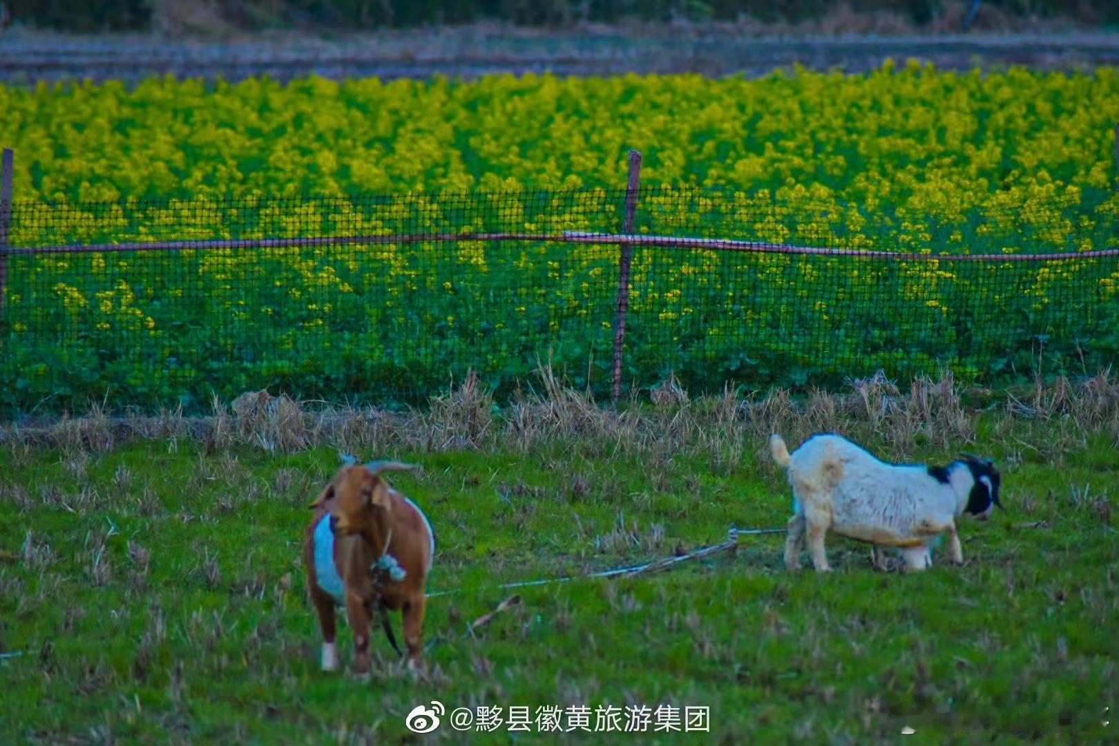 开始期待安徽春天 接下来的三月，安徽的春天是这样子的！春有约，花不误，在三月来一