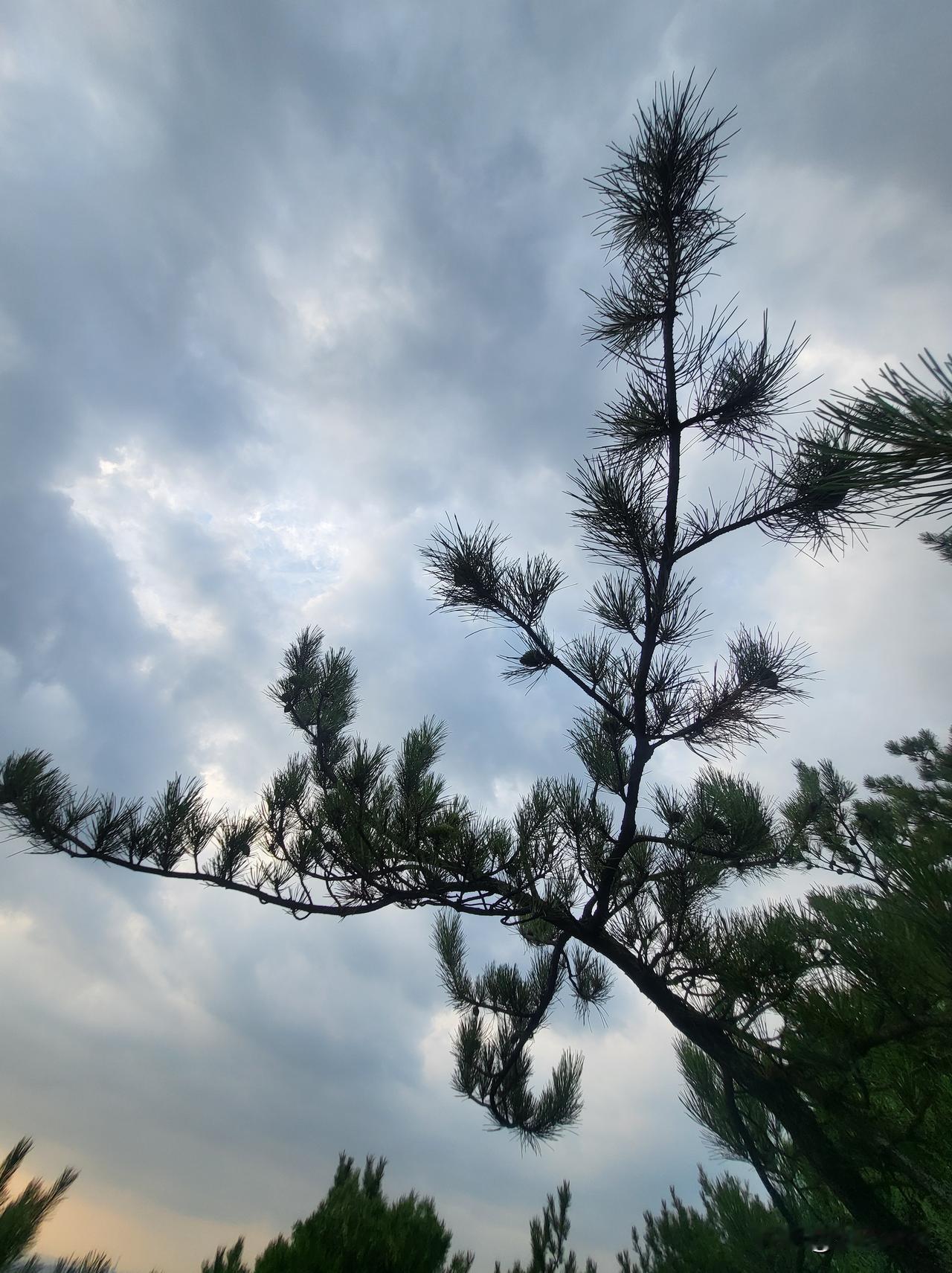 松枝在云天下轻摇。
入秋后梧桐、葡萄的叶片早落得干干净净，漫山草木都浸透出清寒的