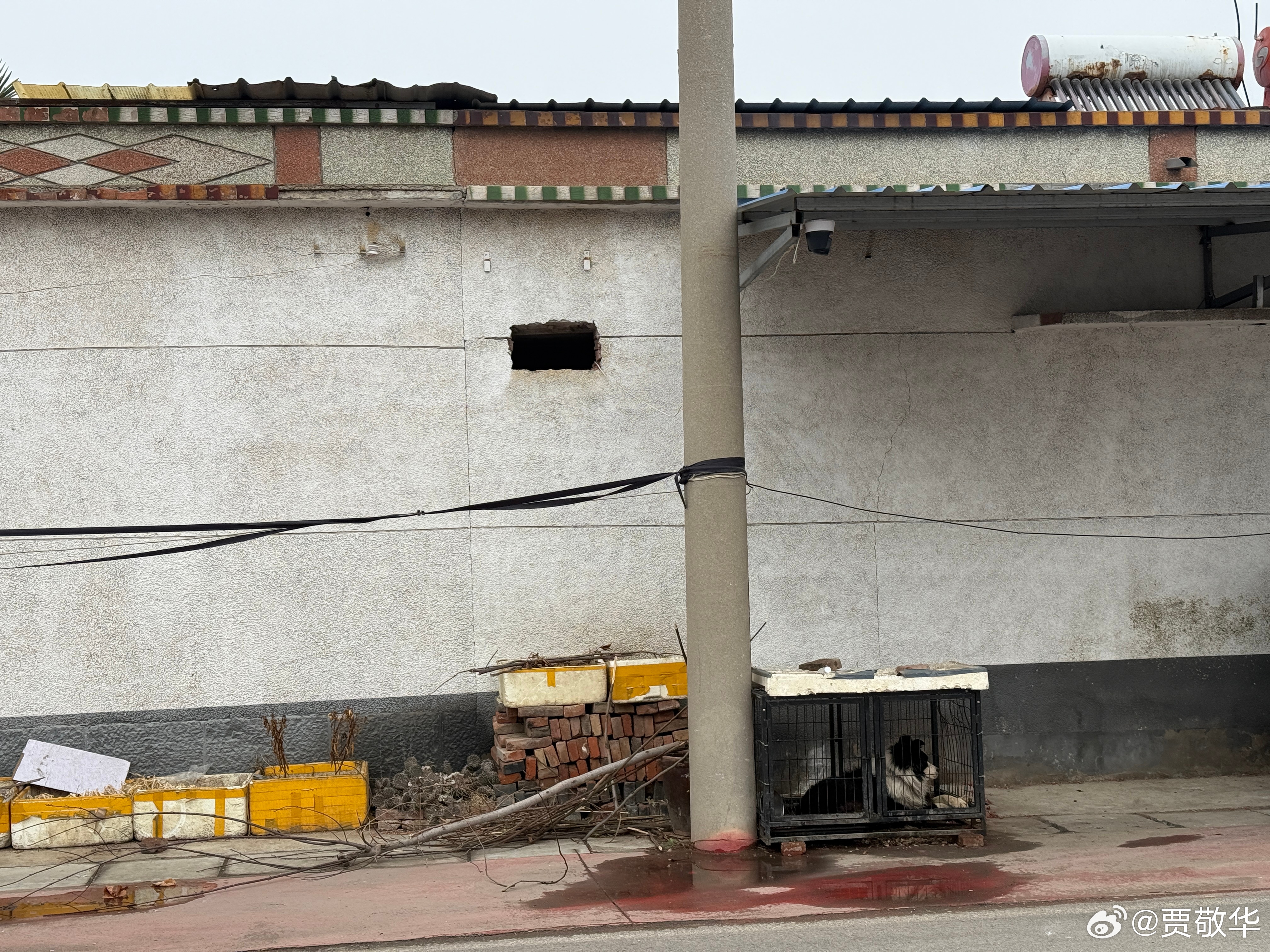 狗狗+摄像头，这样看家最安全！ 