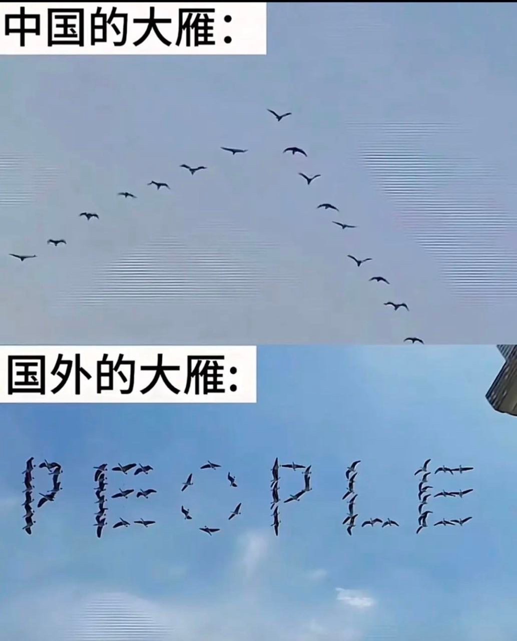 看看国外的大雁 ​​​