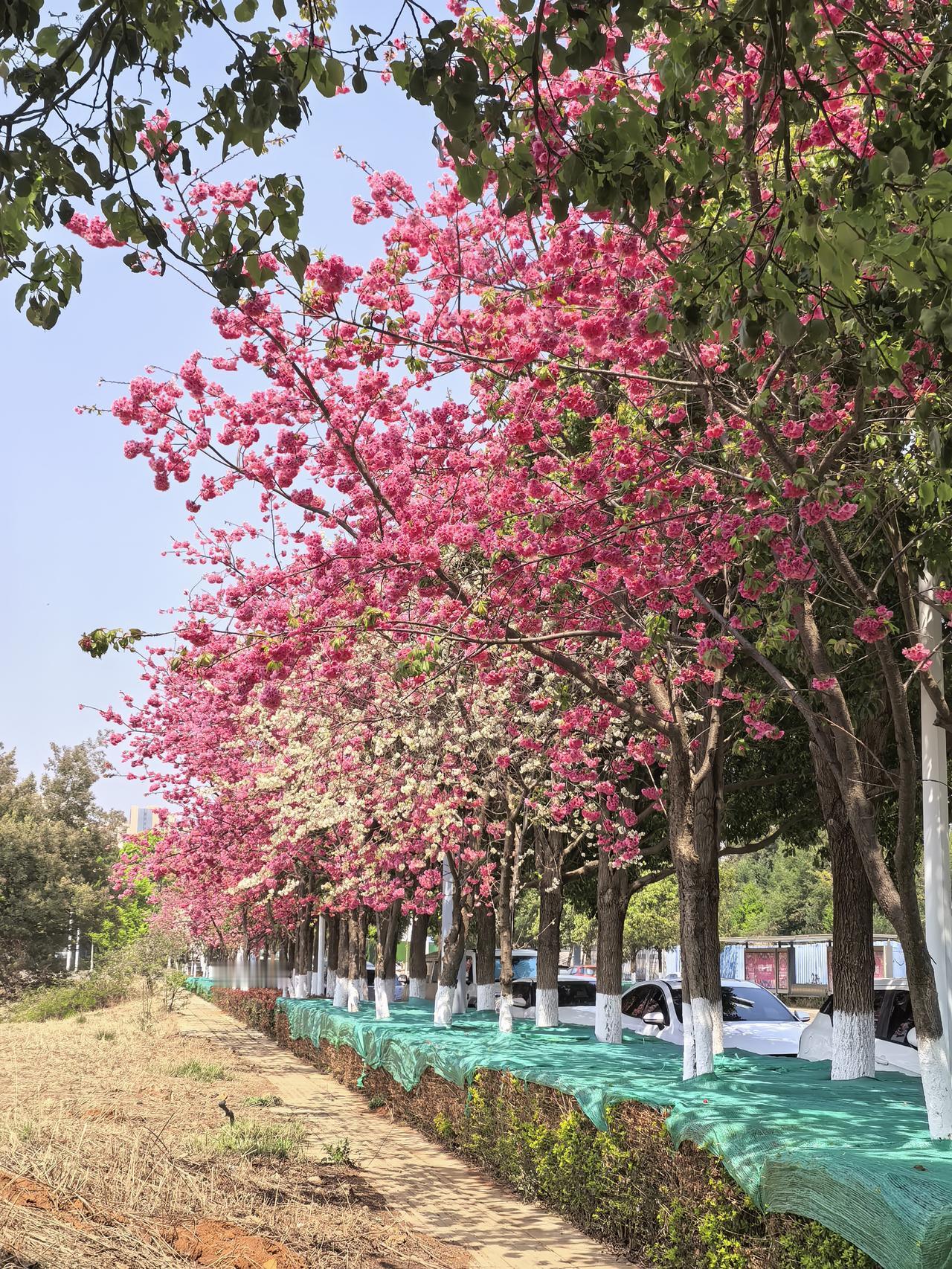 昆明宜居还是贵阳宜居?贵阳宜居还是昆明宜居？这个话题是这几年的一个热门话题了，特