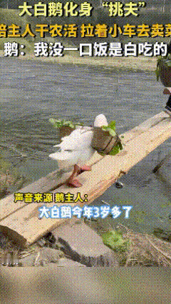 太可爱了！贵州，一大白鹅化身“挑夫”，陪主人干农活，拉着小车去卖菜，还帮忙看家护