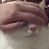 椰鲈鲈玩玩情感