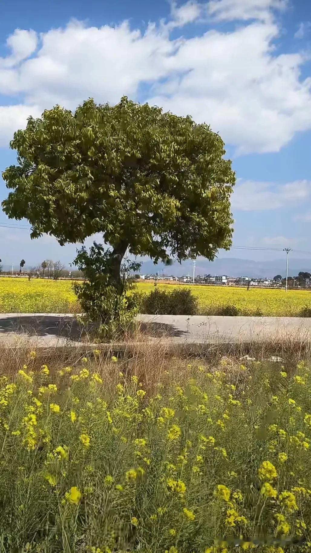 蓝天白云下，一棵树和一片花田的美好时光。蓝天下的美景。 踏春看美景 分享树的美景