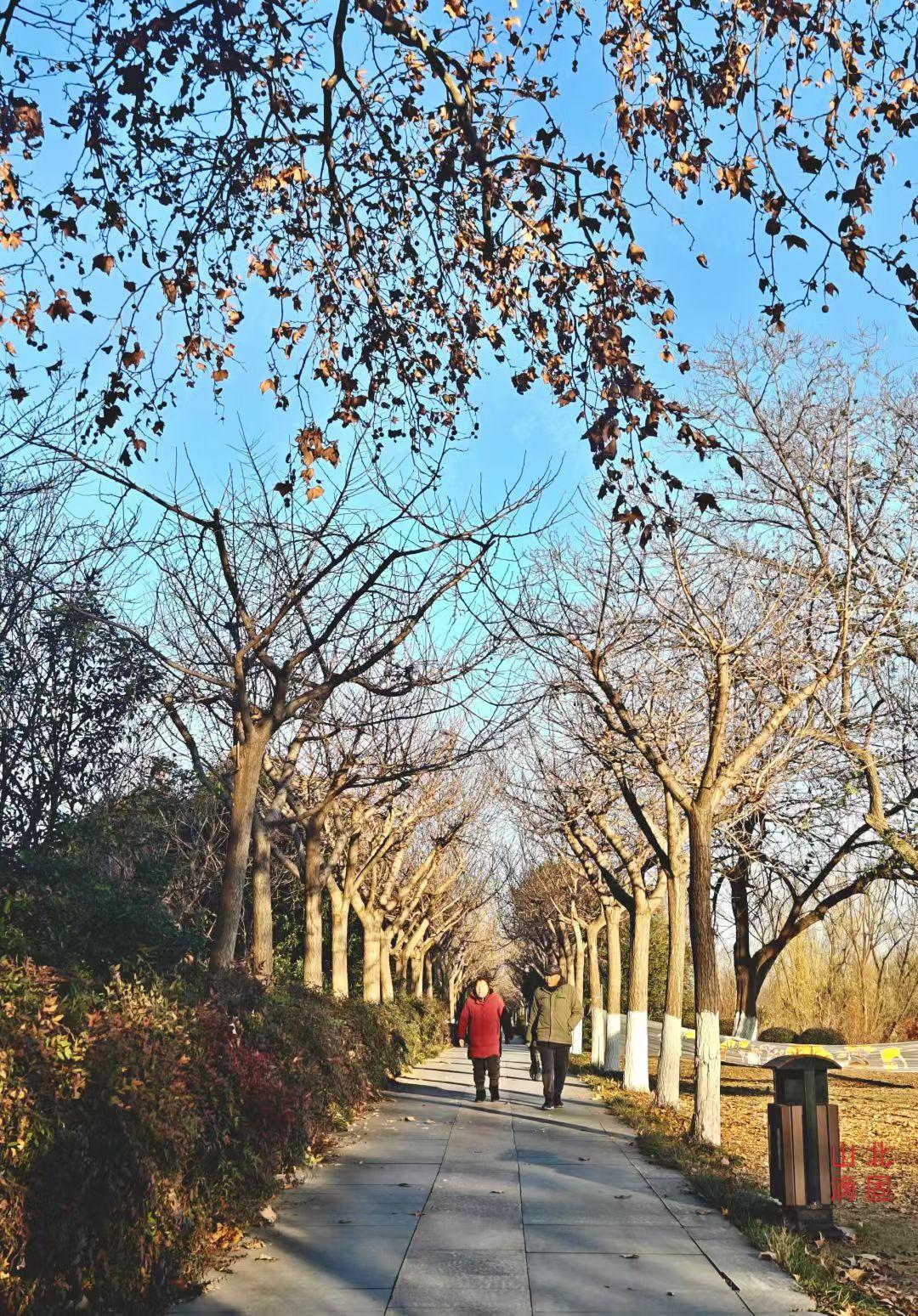 🍂树影把蓝天裁成细碎的蓝绸，落叶在风里写着秋的信笺，步道上的步履，踩着光阴温软