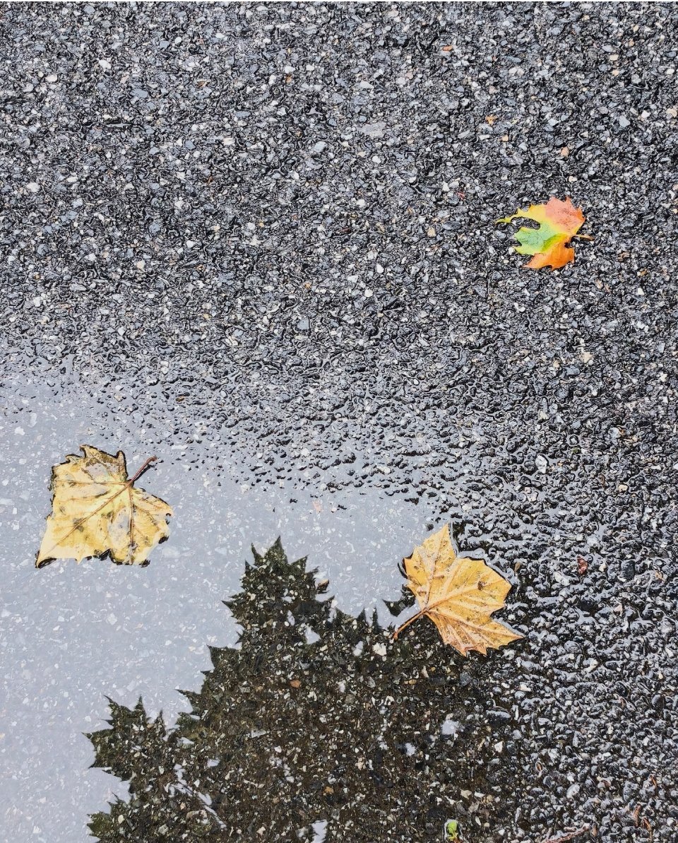 终于体会到什么叫一场秋雨一场寒具象化啦🍂前几天还热得穿短袖，一场雨落下来，温度