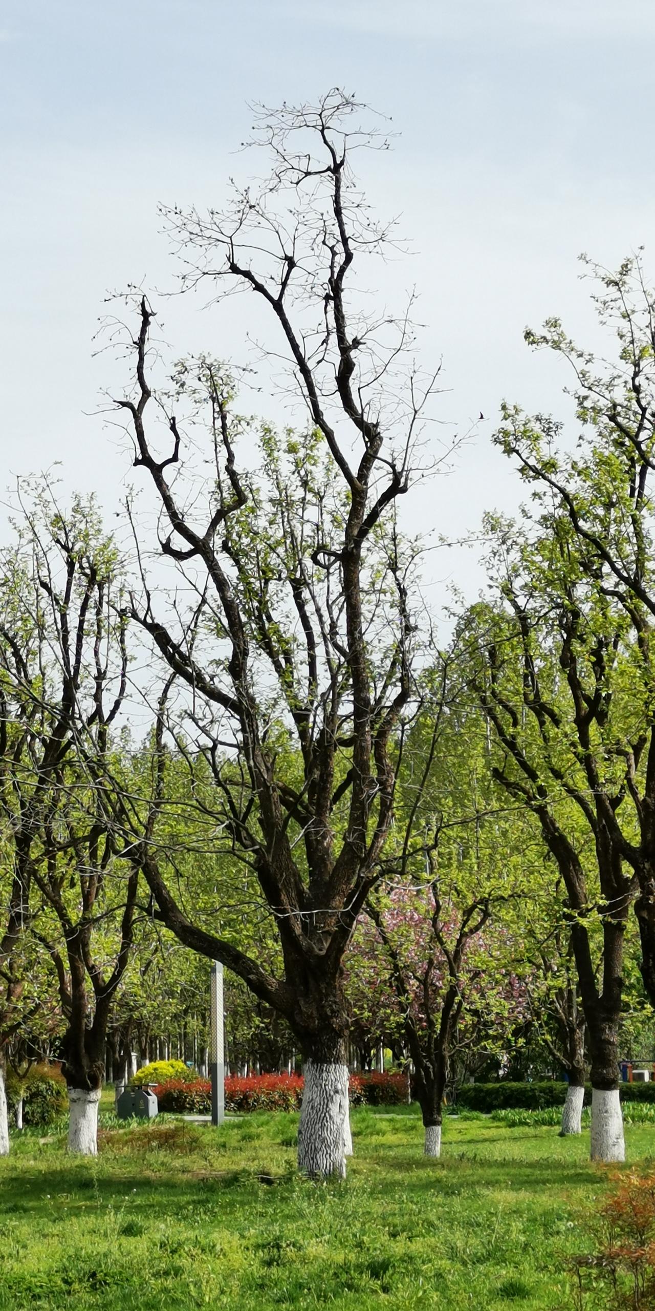 看到美国营救两名跳伞飞行员的经过，想起了当年看过的电视连续剧《加里森敢死队》。