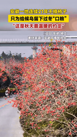 安徽颍上一游客发现一件怪事，满街的柿子都熟了，但没有一个人去摘，就这么让它们在那