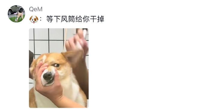 狗狗的心思都写在脸上了～ 