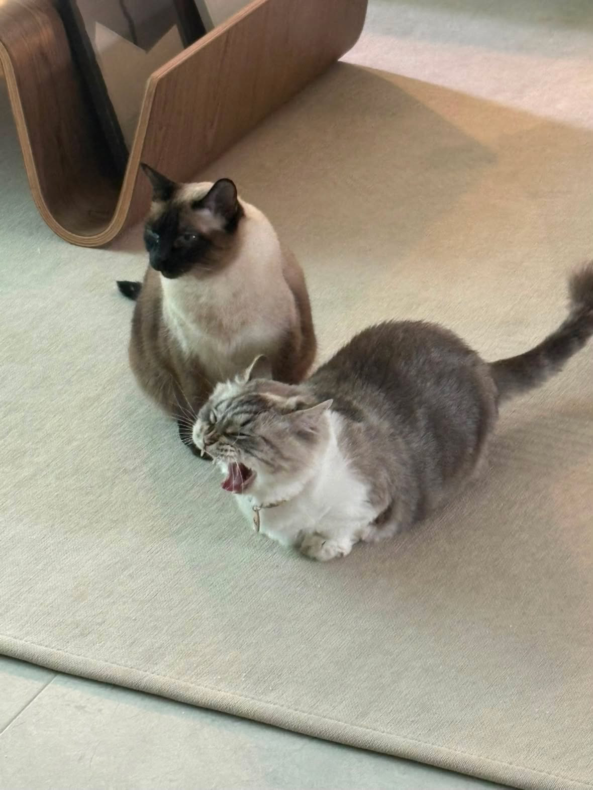 啊啊啊啊啊猫猫大放送 