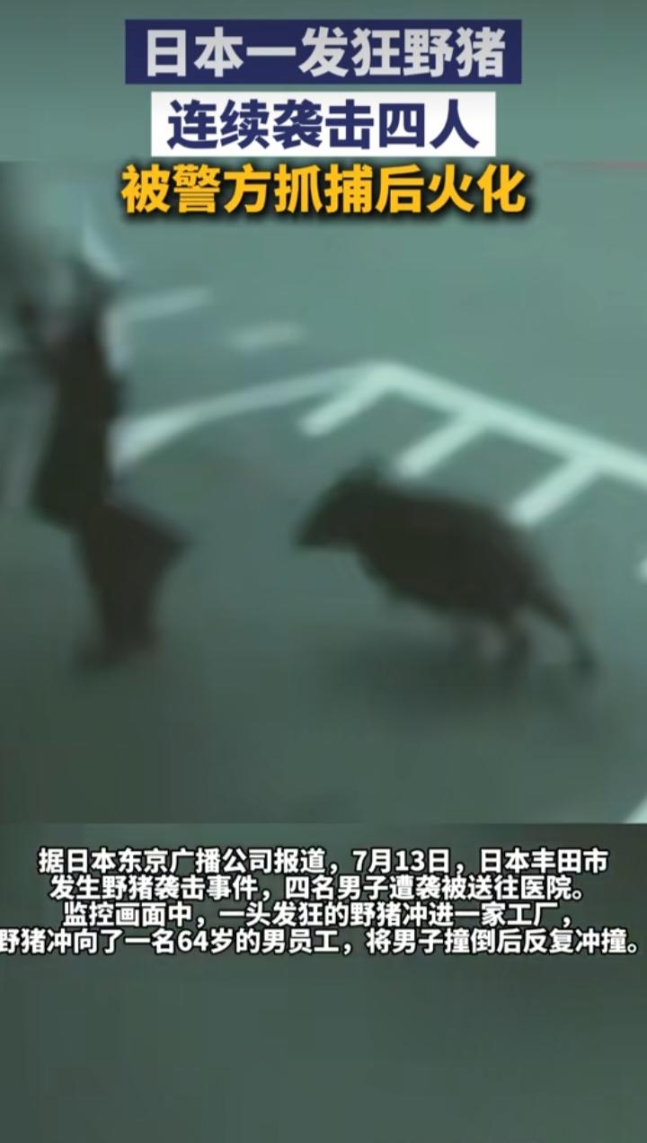 日本野猪伤人事件：城市与自然的矛盾警示
 
7月13日，日本爱知县丰田市发生一起