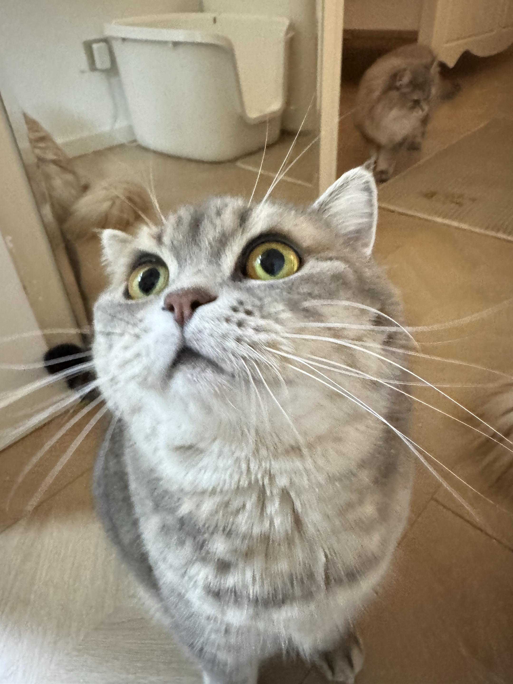 阿米嘎蒂朵～喵喵～