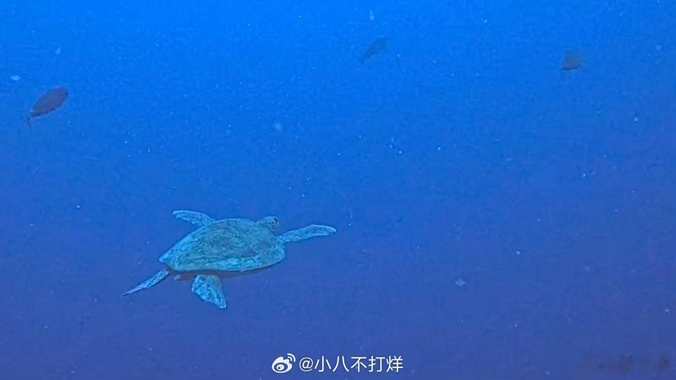 李兰迪海洋公主 晒出潜水照[哈哈]多才多艺的小女孩一枚！素颜也好美哦[抱一抱]如