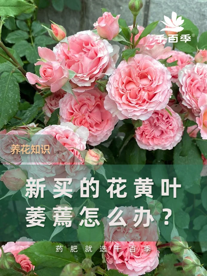 新买的花黄叶、萎蔫、落花落叶，怎么办？