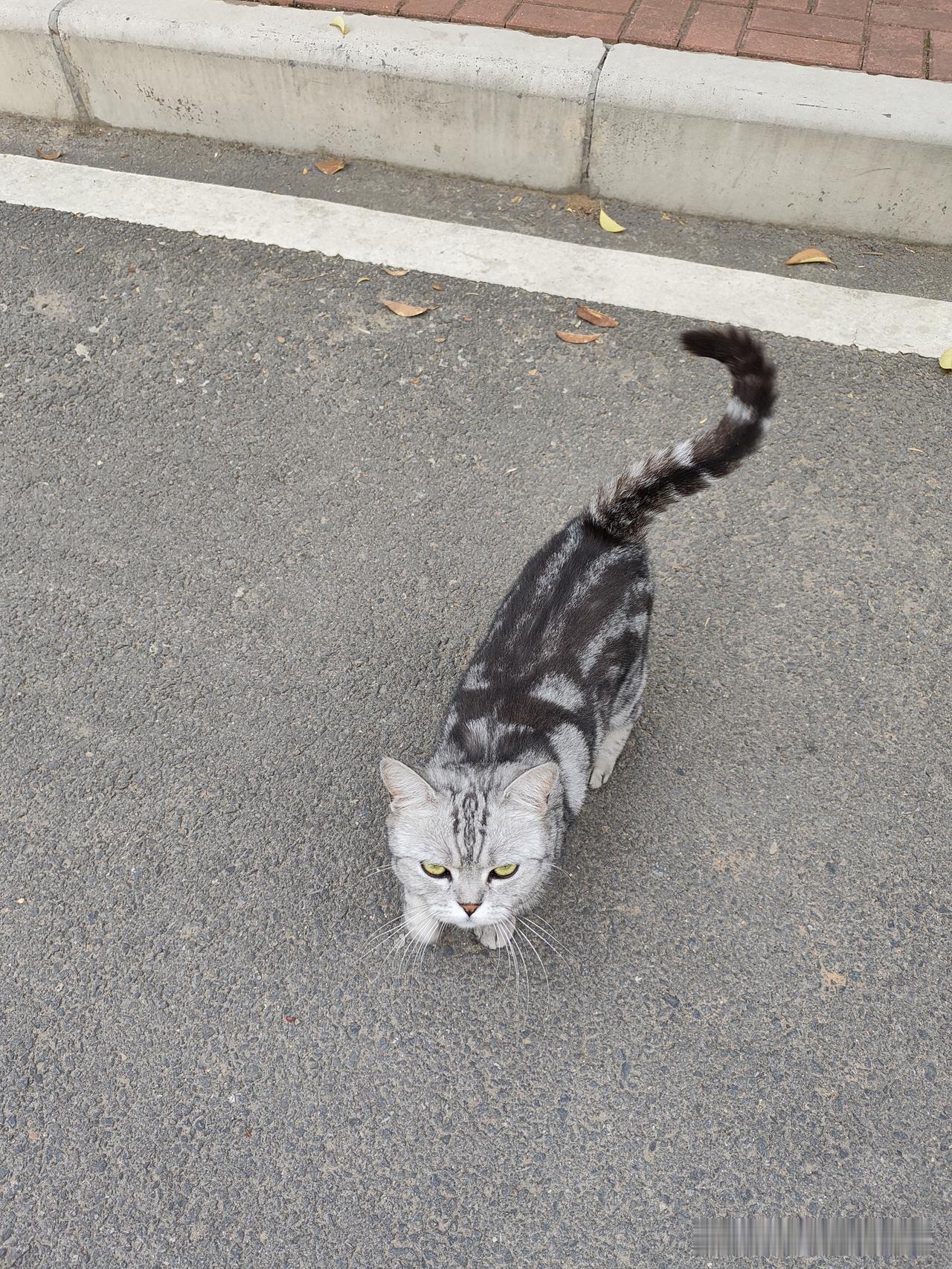 偶遇小胖美
 
出门走路突然撞见一只流浪猫，
圆乎乎的身子裹着灰黑虎斑皮毛，
绿