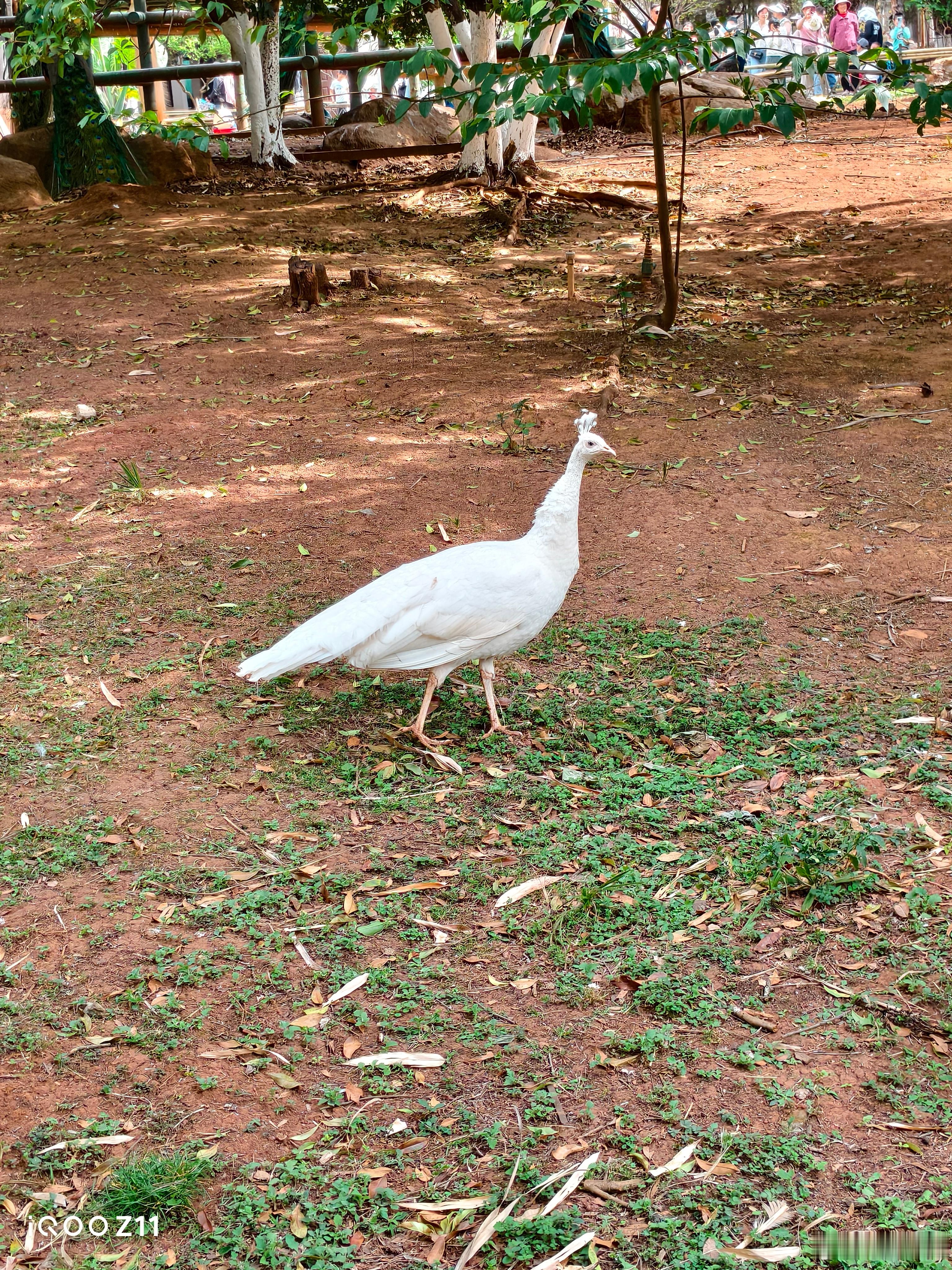 孔雀开屏，幸运拉满。用iQOO Z11抓拍孔雀开屏超稳，色彩通透，每一根羽毛都清